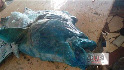 بالصور.. «نابليون» سمكة مهددة بالانقراض تباع في حلقة الغردقة
