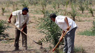 «البيئة»: زراعة 20 ألف شجرة بالمدارس والجامعات