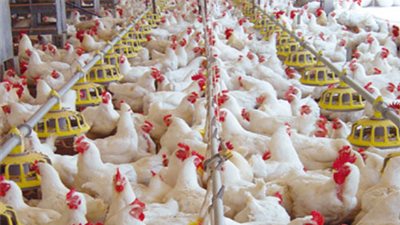 ارتفاع أسعار الدواجن البيضاء بكفر الشيخ