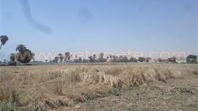 بالفيديو.. مزارعو القمح بالمنيا: قرار استلام المحصول بالحيازات «خراب بيوت»