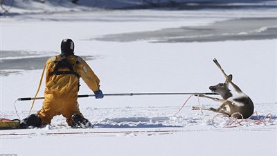 بالصور.. لحظات مثيرة لإنقاذ غزالة علقت بالجليد