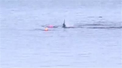 بالفيديو والصور.. إنقاذ شاب من هجوم مروع لقرش