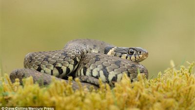 بالصور.. خنفساء تتحدى الموت على أنف ثعبان