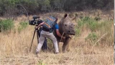 بالفيديو.. أنثى وحيد القرن تطلب شيئا غريبا من مصور