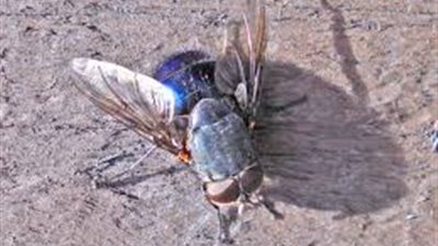 استخدام الحشرات في الكشف عن الجرائم.. أهمها الذباب الأزرق والخنافس والعناكب.. تحدد وقت وفاة الجثة وتوثق جرائم التعذيب بالمعتقلات وتساعد في الوصول إلى الجناة