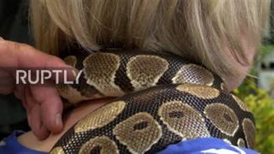 بالفيديو.. مصفف شعر يستخدم أفعى عملاقة في تدليك الزبائن