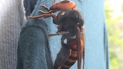 بالصور.. امرأة تعثر على دبور قاتل داخل دولابها قادر على إذابة جلدها