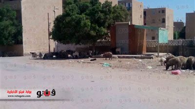 بالصور.. الأحياء السكنية بالوادي الجديد تتحول لمراعي أغنام