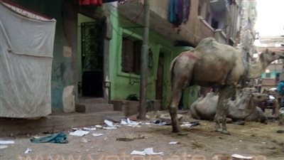 بالصور.. أهالي الأجهوري بالقليوبية يشكون من تحول الشوارع لـ«زريبة جمال»