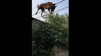 بالفيديو.. كلب يمشي على حبل بمهارة مدهشة