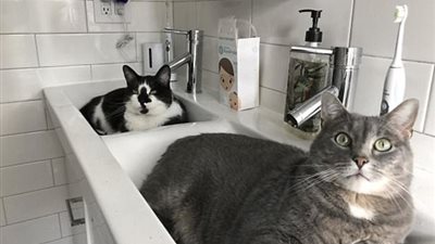 بالصور.. أغرب التصرفات السيئة للحيوانات الأليفة