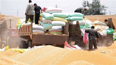 رشدي عرنوت يطالب «حنفي» بإعادة النظر في منظومة توريد القمح