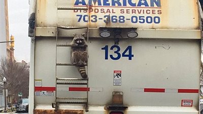 بالصور.. حيوان راكون يتسبب في ضجة عبر «تويتر»