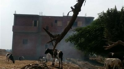 محيط مدرسة بالدقهلية يتحول لمزرعة ماشية وأولياء الأمور يستغيثون