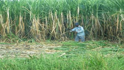 «همام»: «التموين» تتنصل من قرار «الوزراء» برفع سعر القصب 100 جنيه