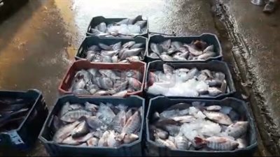 تجار أسماك طنطا: الركود يضرب السوق ونطالب بتحديد سعر عادل للبيع