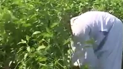 «ملوخية الفيوم» أكلة شعبية تتحول إلى العالمية.. «تقرير»