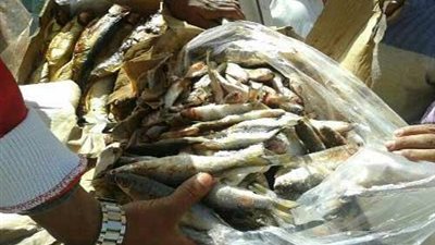 صحة الإسكندرية تضبط كميات كبيرة من الفسيخ والسردين الفاسد