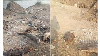 بالصور.. أهالي مسطرد يعثرون على تماسيح مقتولة على جانبي ترعة الإسماعيلية