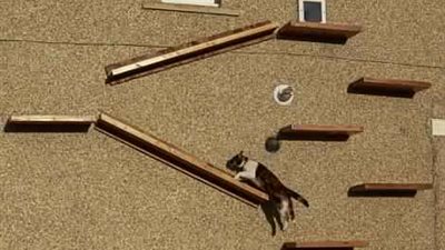 مالك قطة يصمم طريقة لإبعادها عن كلبه الضخم (صور)