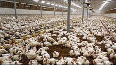 الثروة الداجنة تبحث غدا عملية ضبط الأسواق