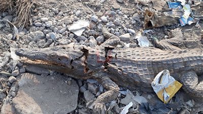 بالفيديو والصور.. اللقطات الأولى لـ5 تماسيح نافقة بترعة الإسماعيلية