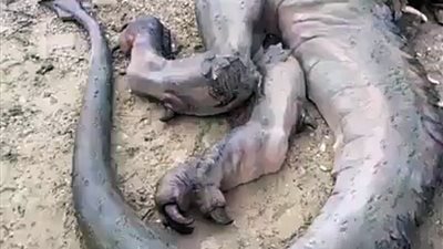 موجة سخرية عبر «فيس بوك» من فيديو «تنين الشرقية»