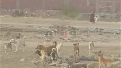غضب الأهالي بسبب انتشار الكلاب الضالة في الإسماعيلية (صور)