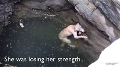 بالفيديو والصور.. لحظة إنقاذ كلب من بئر عميقة