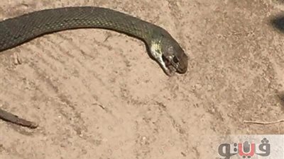 الثعابين تغزو نادي سموحة وتثير مخاوف الأعضاء