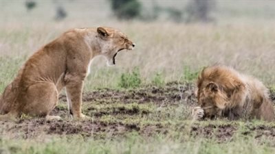 موقف محرج لأسد توبخهه زوجته (صور)