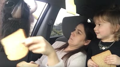 جاموس بري يهاجم سيارة ويثير ذعر امرأة (فيديو وصور)