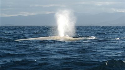 بالفيديو.. صاحب صورة الحوت الأبيض يحصد الجائزة الأولى