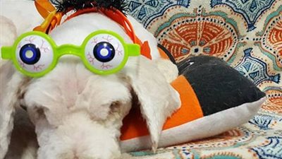 بالصور.. 3 ساعات لإنقاذ كلب من تشابك شعره