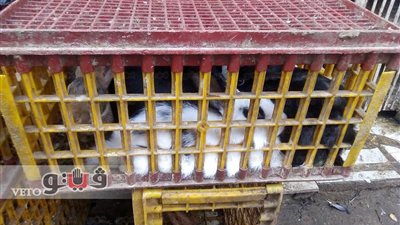 بالصور.. ارتفاع أسعار الدواجن والأسماك بسوق سليمان جوهر في الدقي