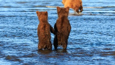 بالصور.. دُبان صغيران يمسكان بيد بعضهما حتى تنتهي والدتهما من الصيد