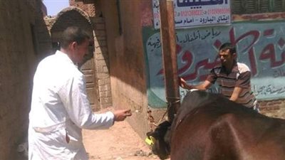 علاج ٨٢ الفاً و٧٦٣  رأس ماشية في حملة مكبرة لبيطري البحيرة