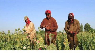 البيئة: تنفيذ ٩٥٠ نشاطا للمزارعين للتوعية بمخاطر حرق المخلفات الزراعية