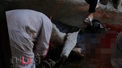 أهالي الإسكندرية يذبحون بقرة فرحاً بافتتاح ٦ مساجد جديدة | صور