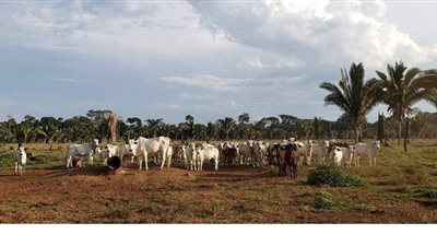 البرازيل تصدر 4 آلاف رأس ماشية إلى لبنان