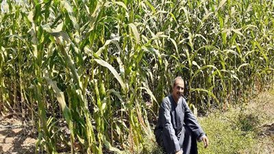 فلاحو الغربية بين مطرقة الفساد وسندان إهمال وزارة الزراعة