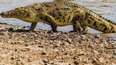 سكان قرية هندية يحتجزون تمساحا بطول مترين كـ 