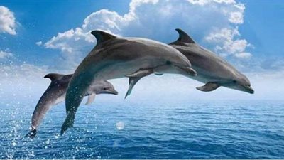 دلافين تقدم عرضاً مائياً على شواطئ البحر الأسود | فيديو