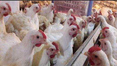 تجارية القاهرة: الإنتاج المحلي من الدواجن يكفي الاستهلاك بنسبة 100%