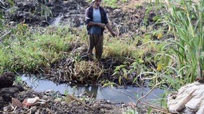 الحيازات الصغيرة  وعدم التسويق  وقلة المعدات.. أهم مشكلات فلاحي الدقهلية