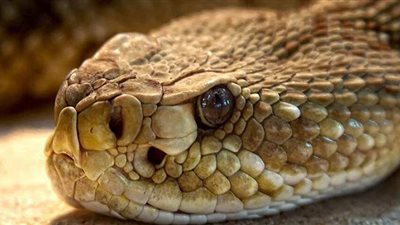 حدث نادر.. أفعى تبيض وعمرها 62 عاما دون وجود ذكر معها