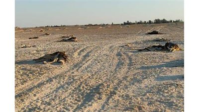 خسائر كارثية بسبب الجلد العقدي بالوادي الجديد.. والبيطري يغلق أسواق الماشية | صور