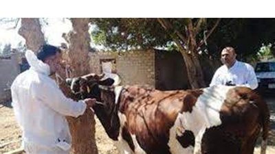 بيطري البحيرة يحصن 100 ألف رأس ماشية ضد الحمى القلاعية خلال شهر