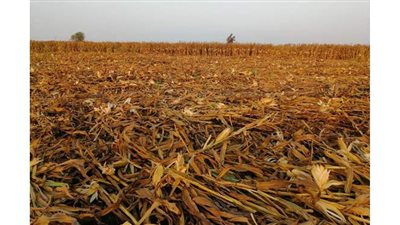 فلاحو  بني عبيد بالدقهلية:  بيوتنا اتخربت بسبب شركات الذرة  الوهمية