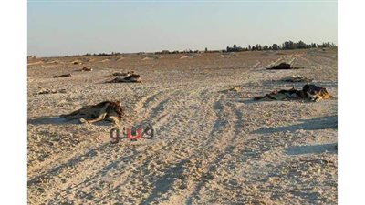 نشرة المحافظات وأبرزها: تكريم أوائل الثانوية بالإسكندرية  .. خسائر كارثية بسبب الجلد العقدي بالوادي الجديد